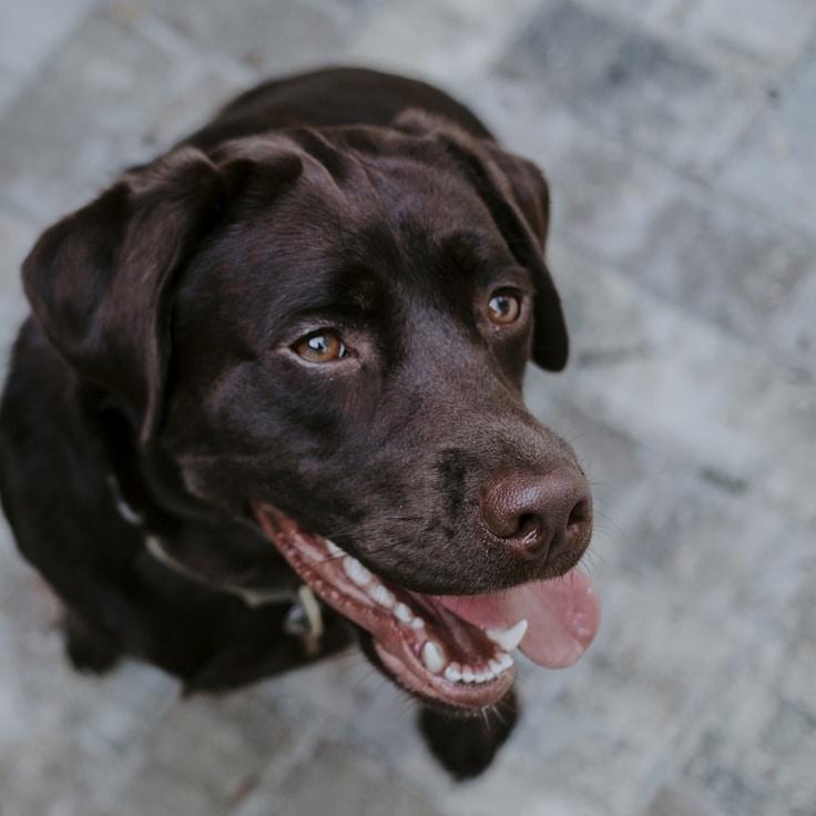 Portrait of a mentor in the community and Italian cuisine specialist